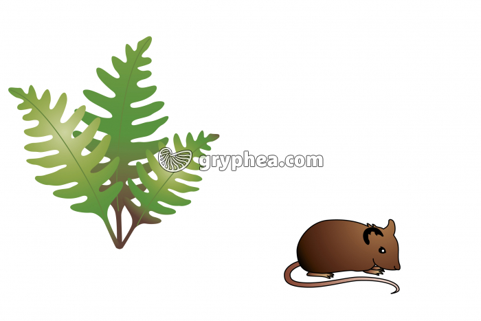 fougère - gryphea.com